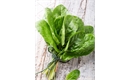 Picture of Fresh Sorrel Leaves