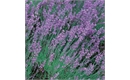 Picture of Lavender Munstead Dwarf Seeds