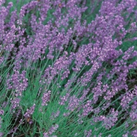 Picture of Lavender Munstead Dwarf Seeds