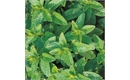 Picture of Mint Green Perennial Seeds