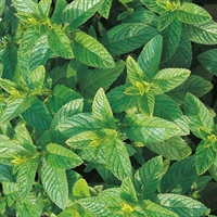 Picture of Mint Green Perennial Seeds