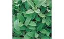 Picture of Sage Perenniel Seeds