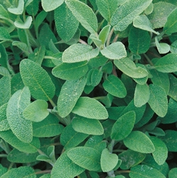 Picture of Sage Perenniel Seeds