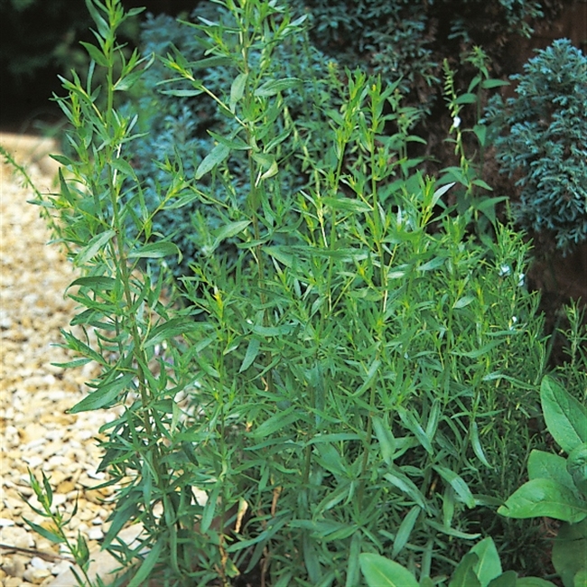 Farm Direct. Tarragon Russian Perennial Seeds