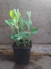 Picture of Sweet Peas Seedling, Potted