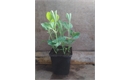 Picture of Sweet Peas Seedling, Potted