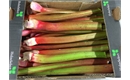 Picture of Outdoor Rhubarb
