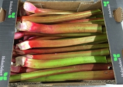 Picture of Outdoor Rhubarb