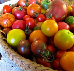 Picture of Mixed Heritage Tomatoes