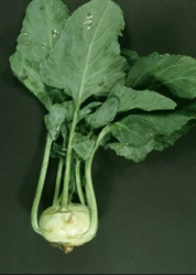 Picture of White Kohlrabi