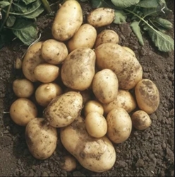 Picture of Maris Bard New Potatoes
