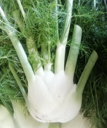 Picture of Fennel Bulb