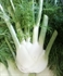 Fennel Bulb