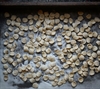 Picture of Fresh Orecchiette