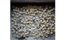 Picture of Fresh Orecchiette
