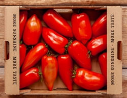 Picture of San Arrentino Tomatoes