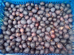 Picture of Damsons