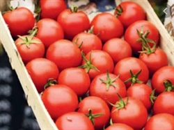 Picture of Salad Tomatoes