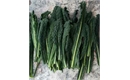 Picture of Cavolonero Kale