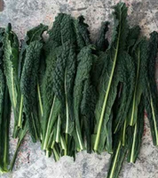 Picture of Cavolonero Kale