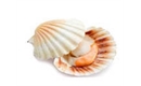 Picture of Large Hand-dived Cornish Scallop