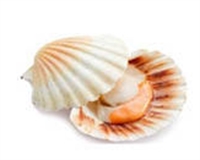 Picture of Large Hand-dived Cornish Scallop