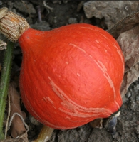 Picture of Sun Spot Squash