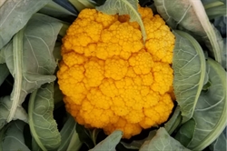 Picture of Small Clementine Cauliflower