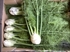 Fennel Bulb