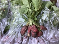 Picture of French Breakfast Radishes