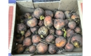 Picture of Golden Beetroot, Loose