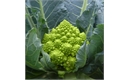 Picture of Romanesco Cauliflower