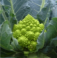 Picture of Small Romanesco Cauliflower