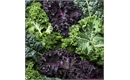 Picture of Seasonal Mixed Kale