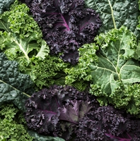 Picture of Seasonal Mixed Kale