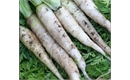 Picture of White Satin Carrots