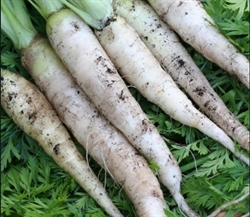 Picture of White Satin Carrots