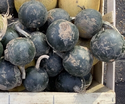 Picture of Gem Rolet Squash