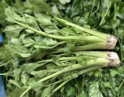 Picture of Celery Head