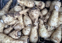 Picture of Parsnips, unwashed