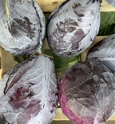 Picture of Red Cabbage