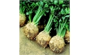 Picture of Small Celeriac with tops
