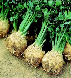 Picture of Small Celeriac with tops