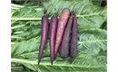 Picture of Purple Haze Carrots