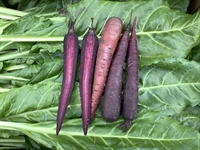 Picture of Purple Haze Carrots