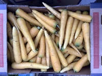 Picture of Yellowstone Carrots