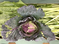 Picture of January King Cabbage