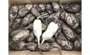 Picture of White Mooli Radishes