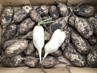 Picture of White Mooli Radishes