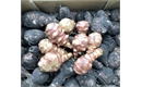 Picture of Red Jerusalem Artichokes
